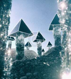 Firefly House